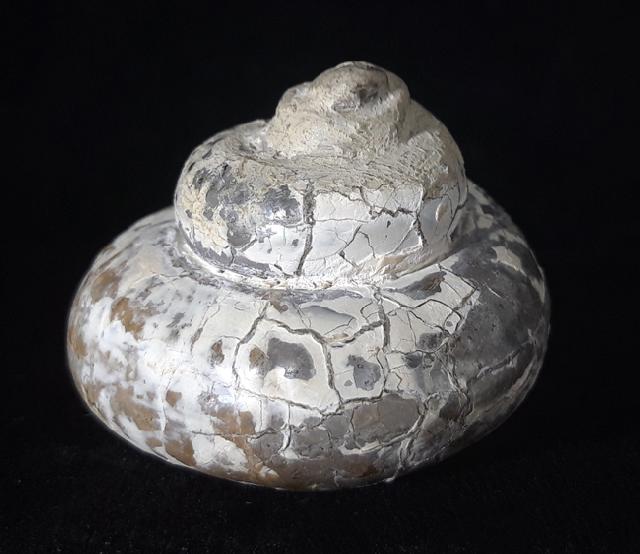 Pleurotomaria cf. actinomorphala EUDES-DESLONG-CHAMPS 1849 - Bild © FossNet FossilienStore